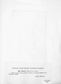 Taphrina ulmi image